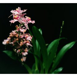 Brassia Magnificent 'Magnesium'