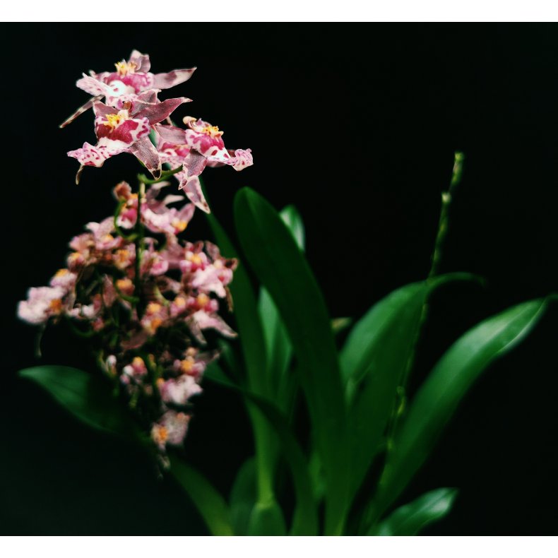 Brassia Magnificent 'Magnesium'
