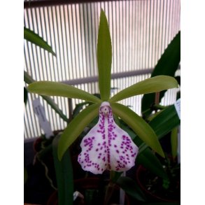Brassocattleya Binosa 