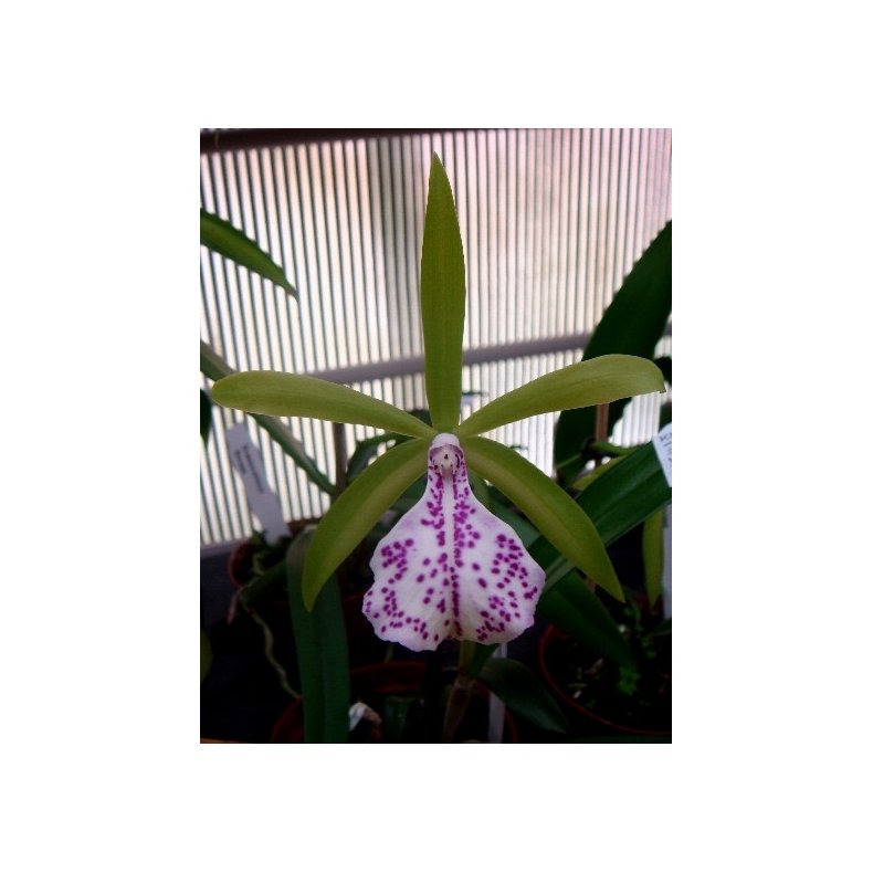 Brassocattleya Binosa 