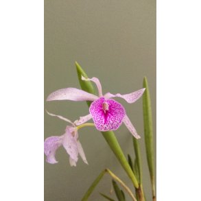 Brassocattleya Maikai