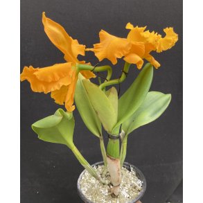 Brassolaeliocattleya Emporor Gold, Golden Emporor