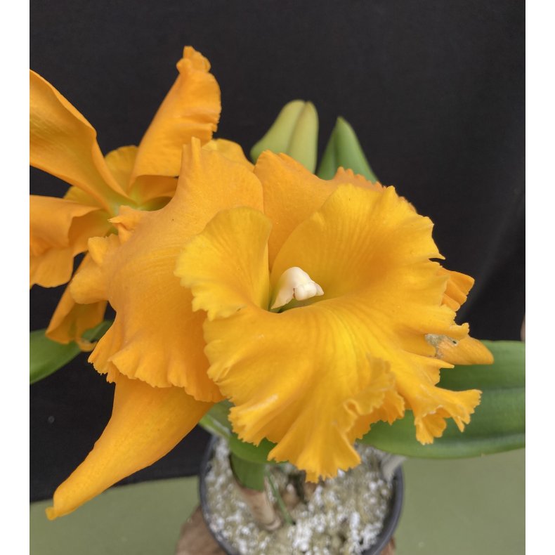 Brassolaeliocattleya Emporor Gold, Golden Emporor