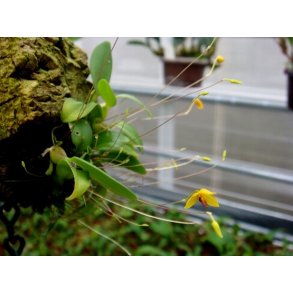 Bulbophyllum aestivale 