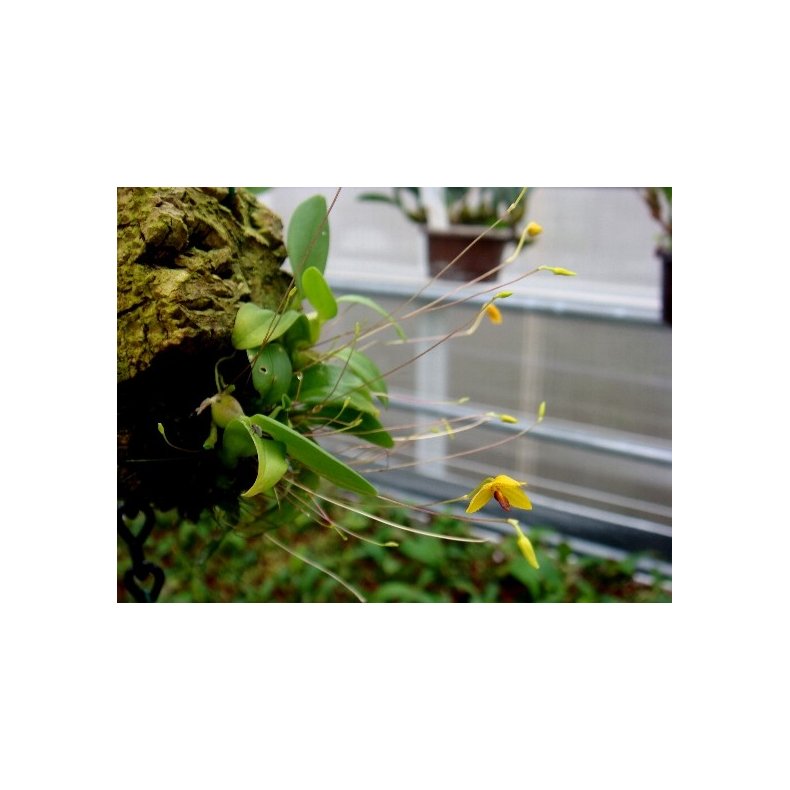 Bulbophyllum aestivale 