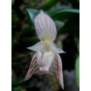 Bulbophyllum ambrosia