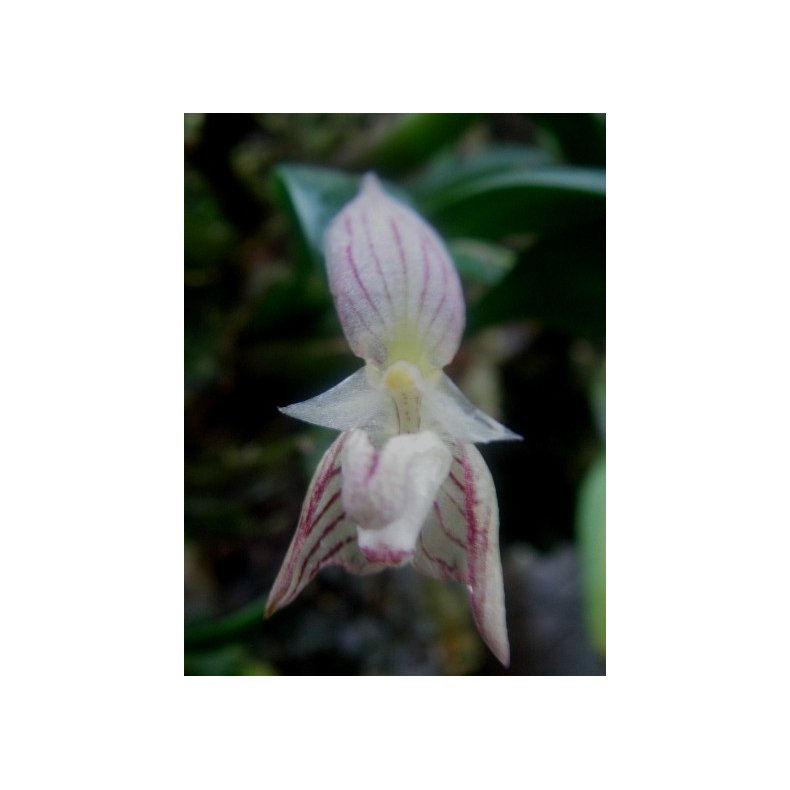 Bulbophyllum ambrosia