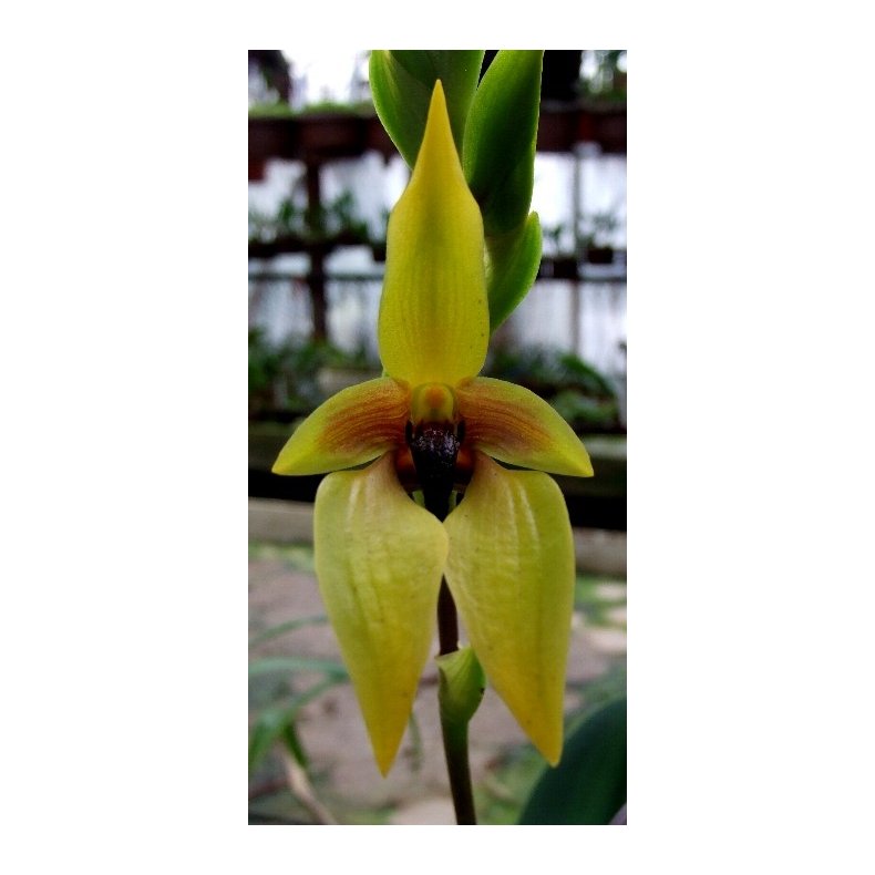 Bulbophyllum carunculatum 