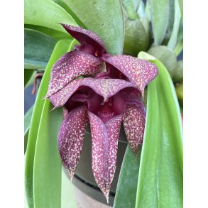 Bulbophyllum cruentum x phalaenopsis
