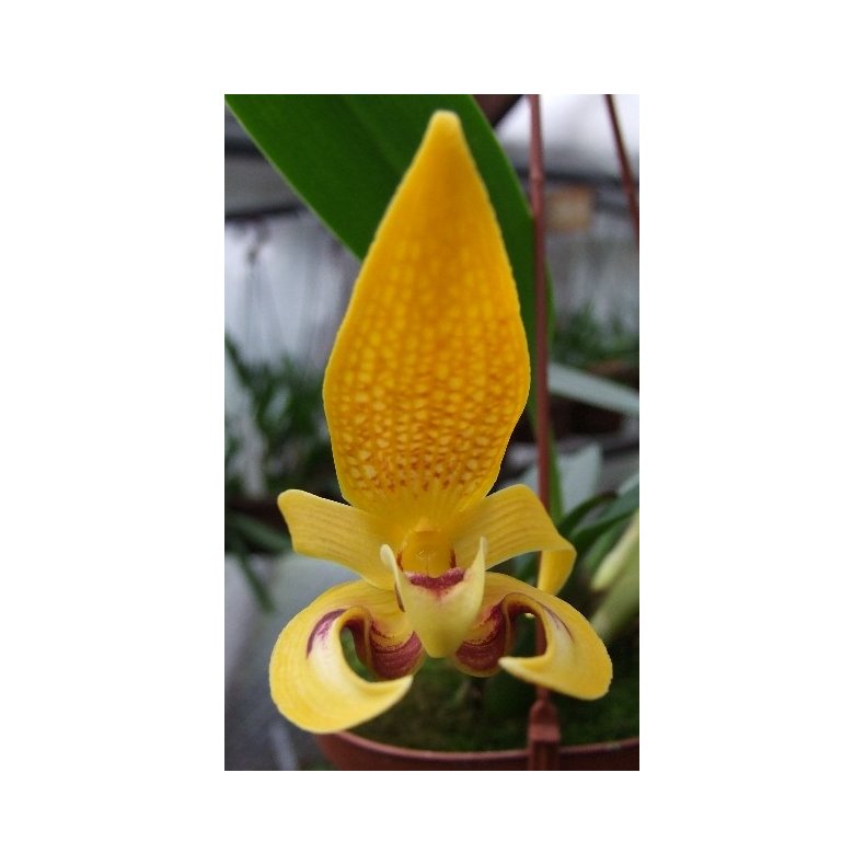 Bulbophyllum dearei