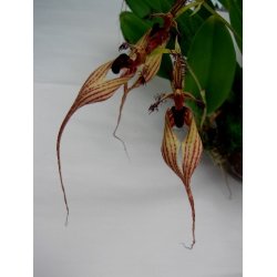 Bulbophyllum Doris Dukes