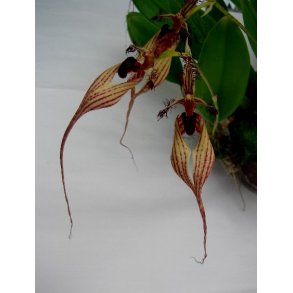Bulbophyllum Doris Dukes
