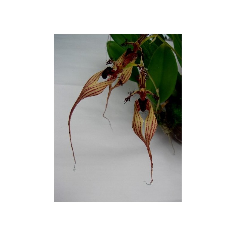 Bulbophyllum Doris Dukes