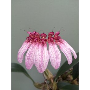 Bulbophyllum eberhardtii