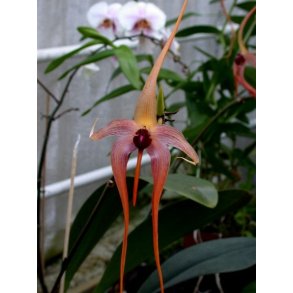 Bulbophyllum echinolabium 