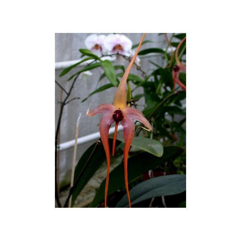 Bulbophyllum echinolabium 