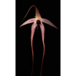 Bulbophyllum echinolabium 