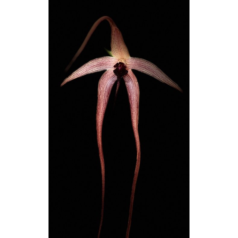 Bulbophyllum echinolabium 