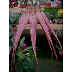 Bulbophyllum Elisabeth Ann 