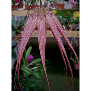 Bulbophyllum Elisabeth Ann 