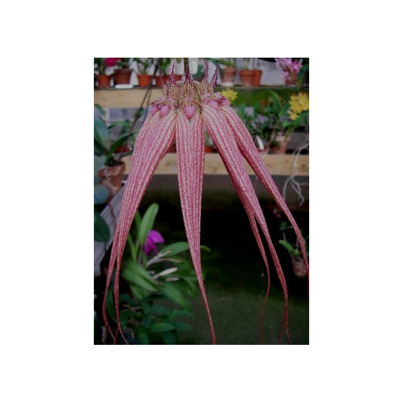 Bulbophyllum Elisabeth Ann 