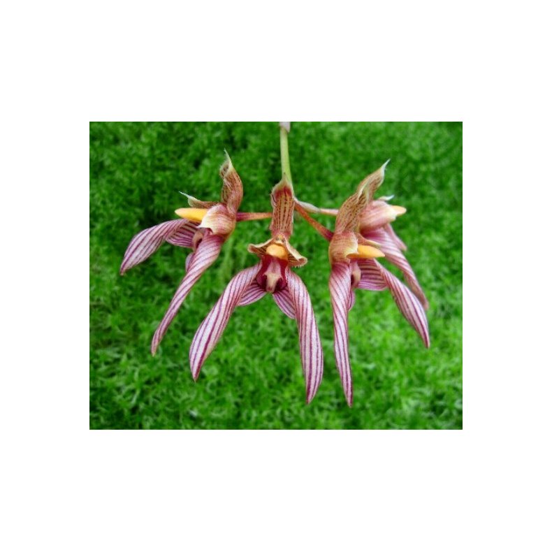 Bulbophyllum bicolor