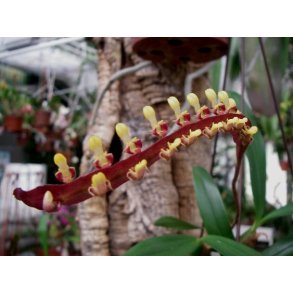 Bulbophyllum falcatum 