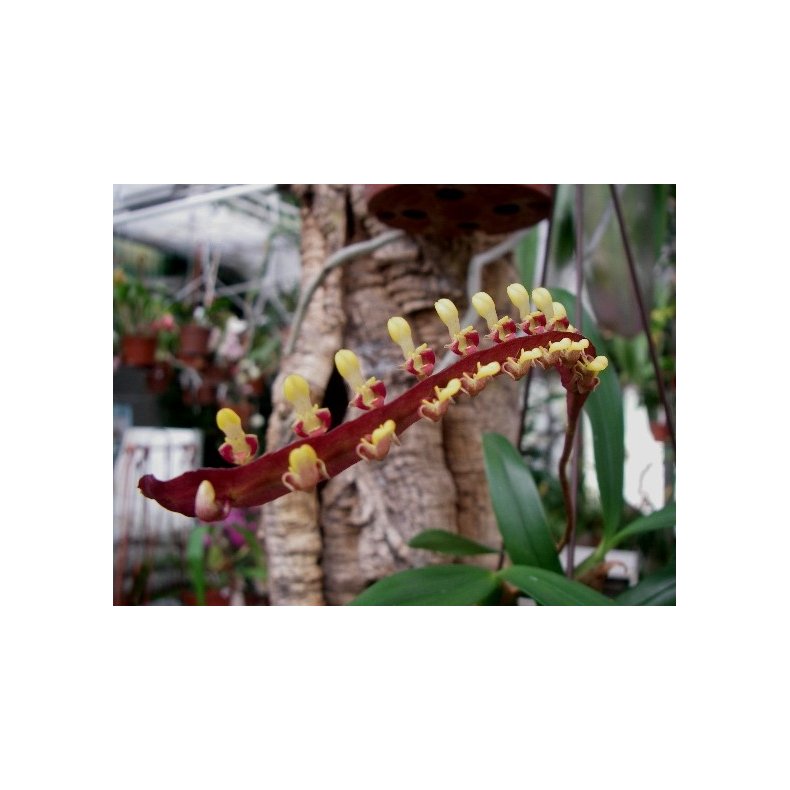 Bulbophyllum falcatum 