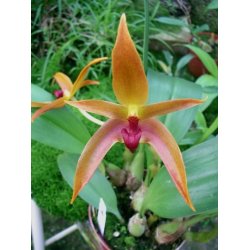 Bulbophyllum Frank Smith