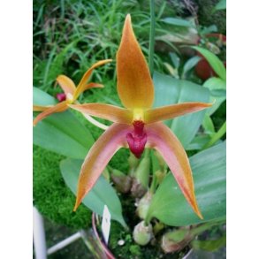 Bulbophyllum Frank Smith