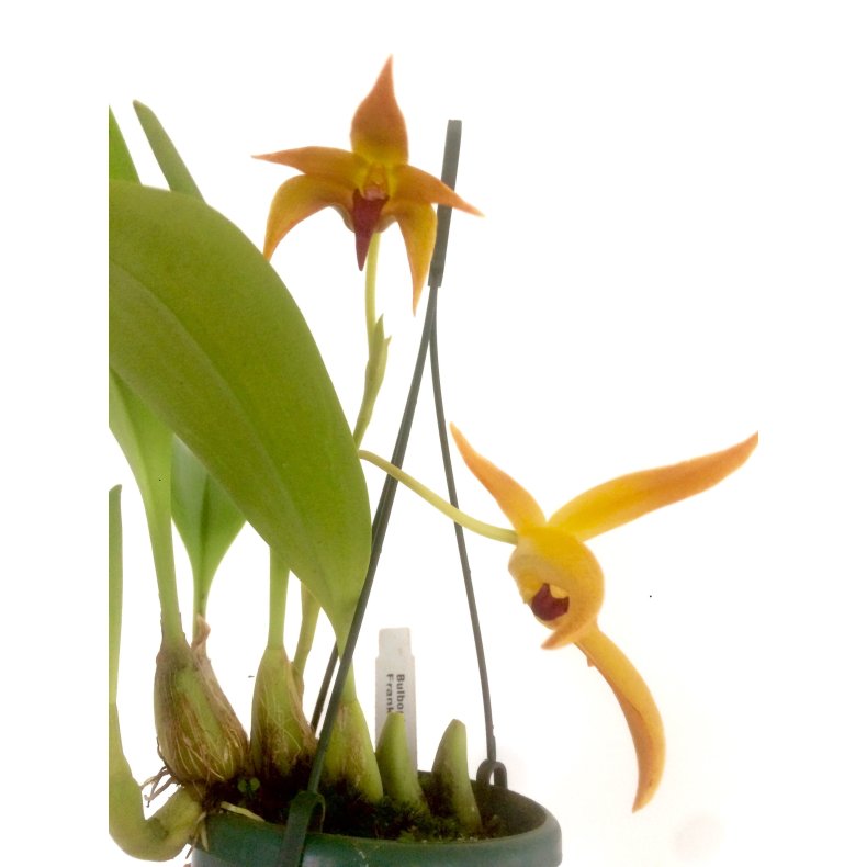Bulbophyllum Frank Smith