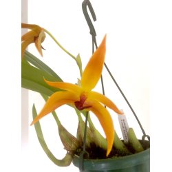 Bulbophyllum Frank Smith