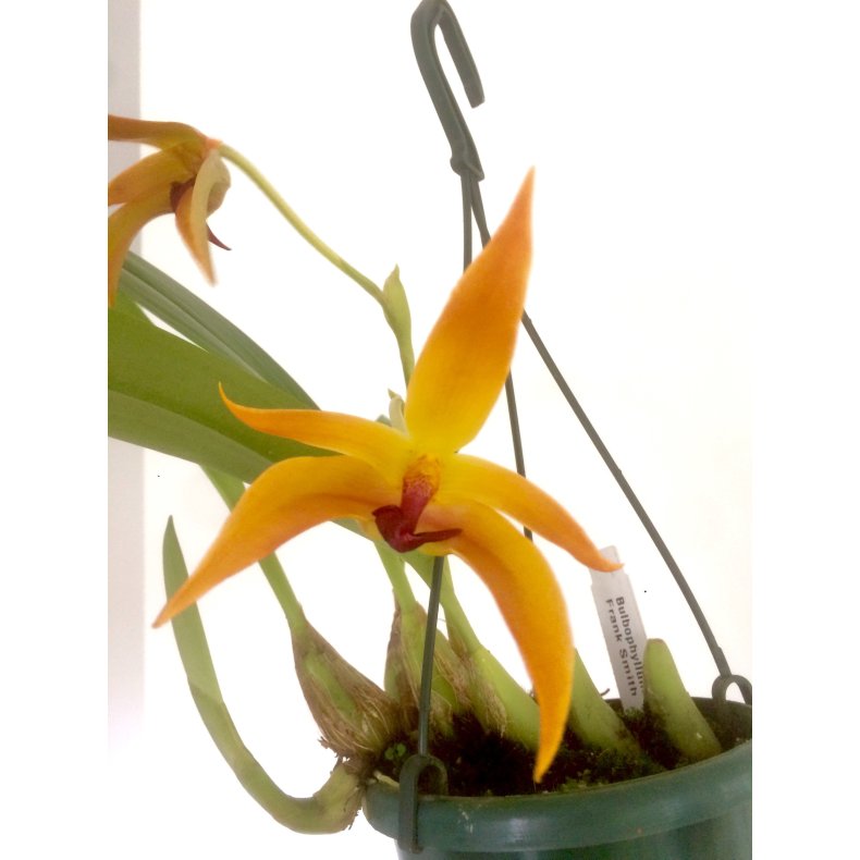 Bulbophyllum Frank Smith