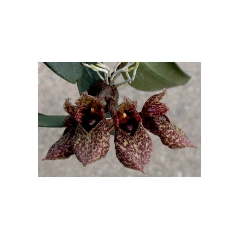 Bulbophyllum frostii 