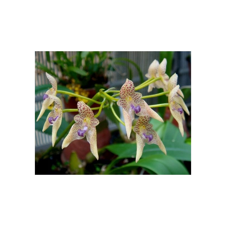 Bulbophyllum guttulatum 