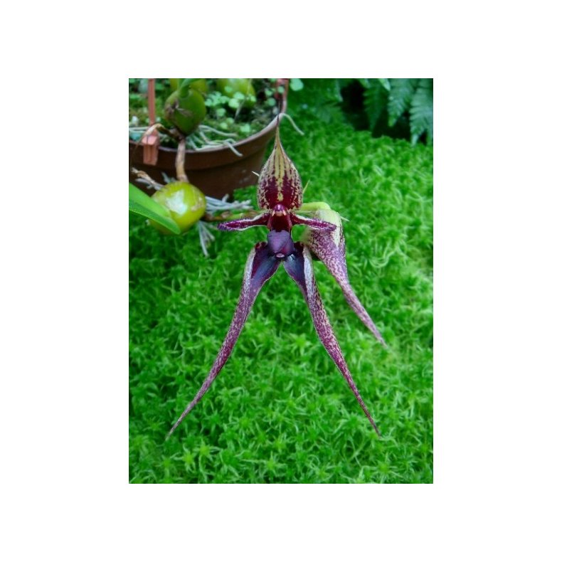 Bulbophyllum Hans' Delight 