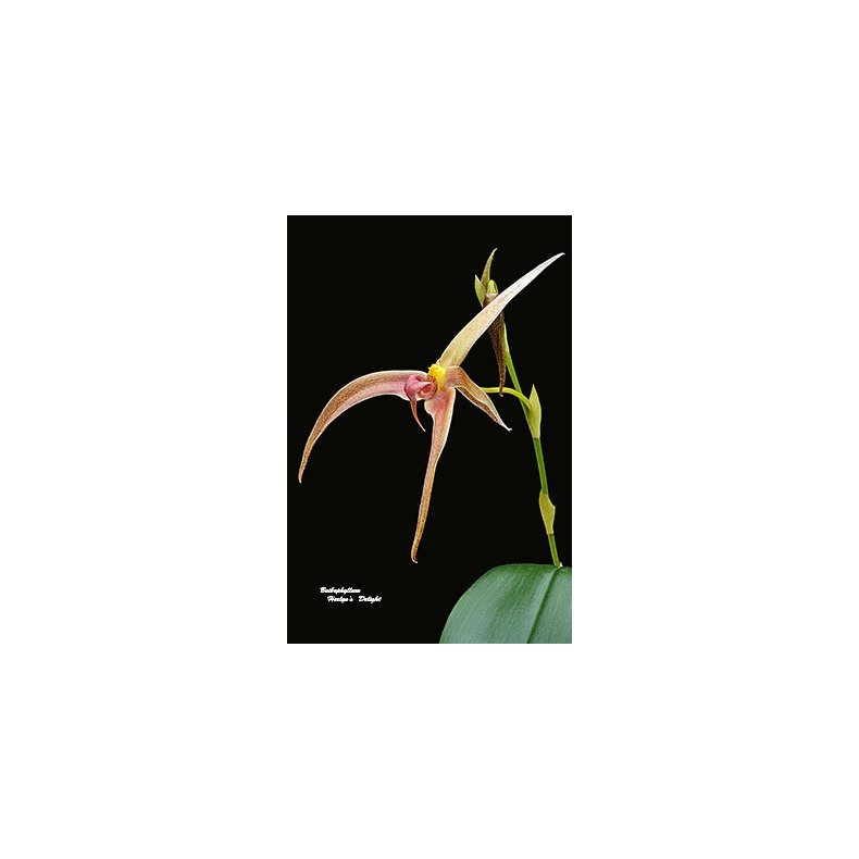 Bulbophyllum Herlyn's Delight