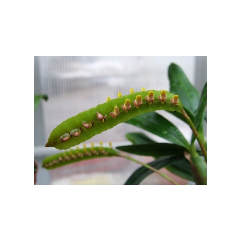Bulbophyllum kewensis 
