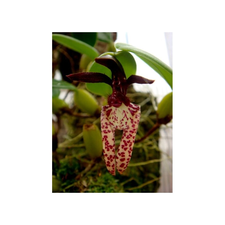 Bulbophyllum lasiochilum 