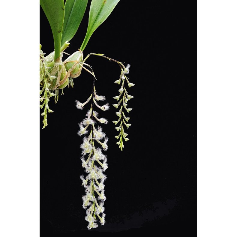 Bulbophyllum lindleyanum