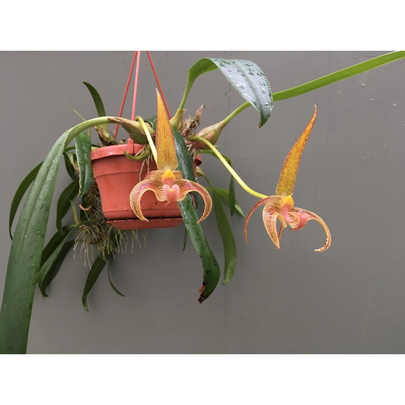 Bulbophyllum lobbii