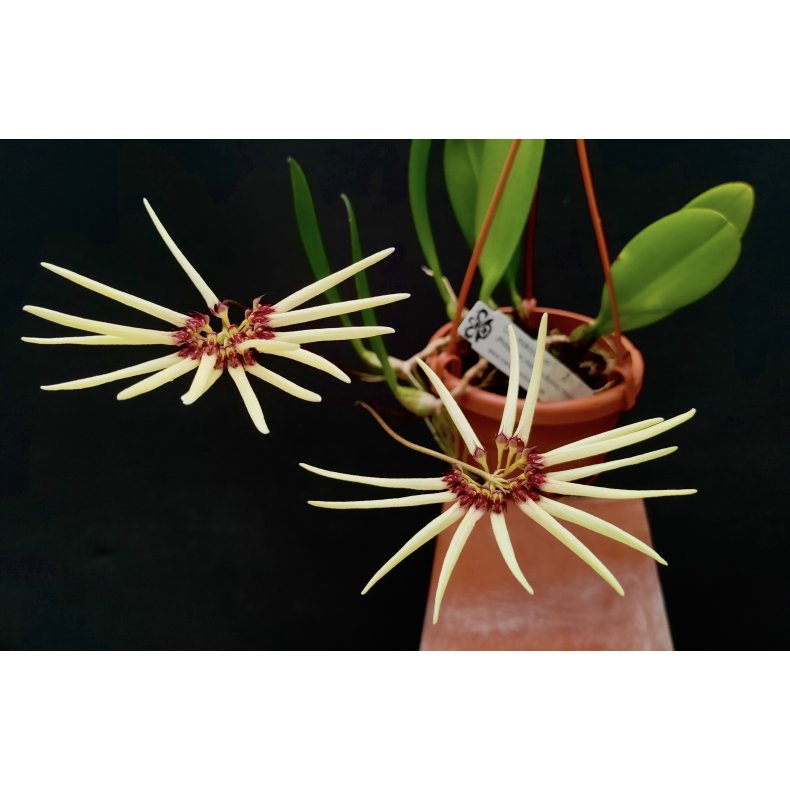 Bulbophyllum makoyanum