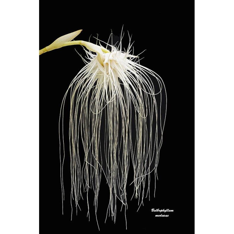 Bulbophyllum medusae