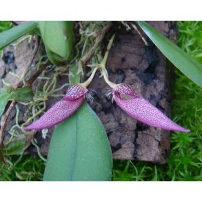 Bulbophyllum mirum
