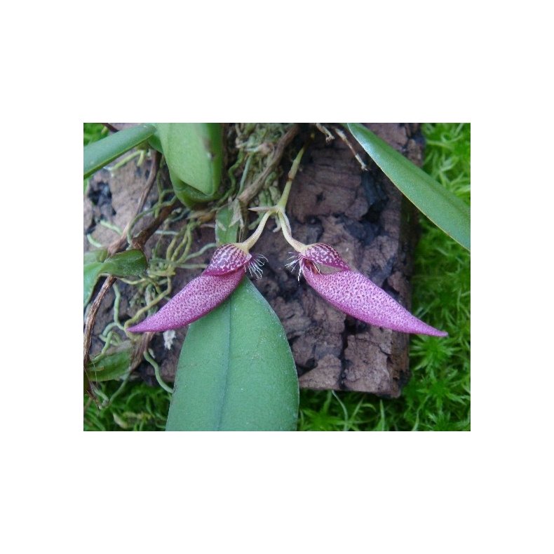 Bulbophyllum mirum