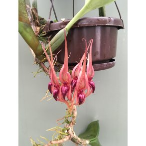 Bulbophyllum pahudii
