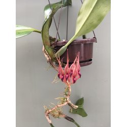 Bulbophyllum pahudii