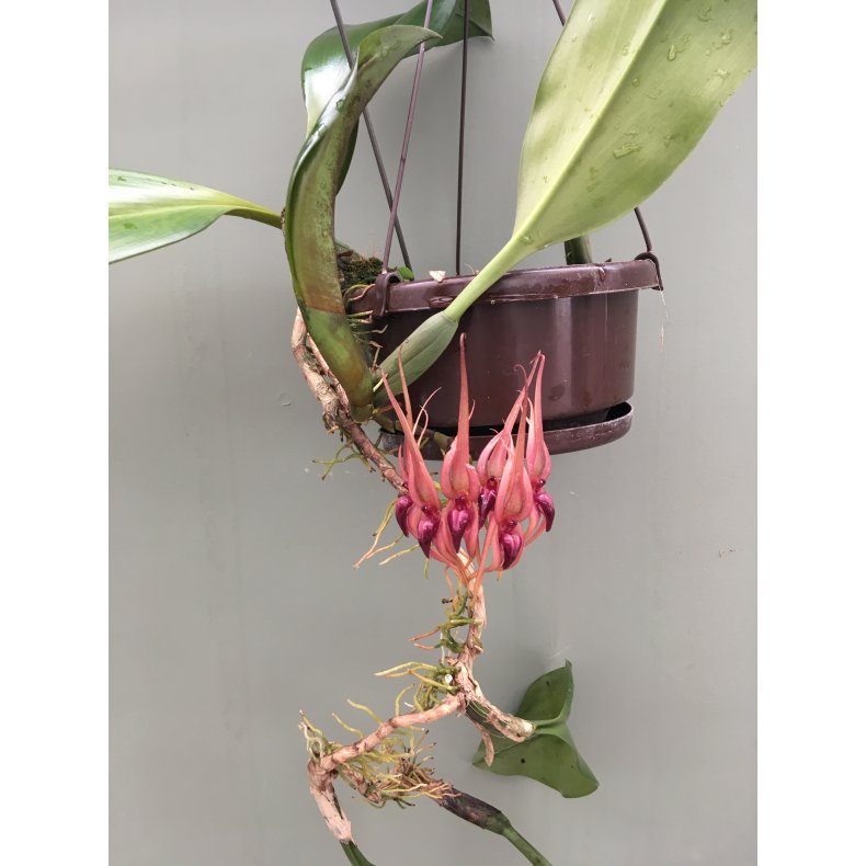Bulbophyllum pahudii