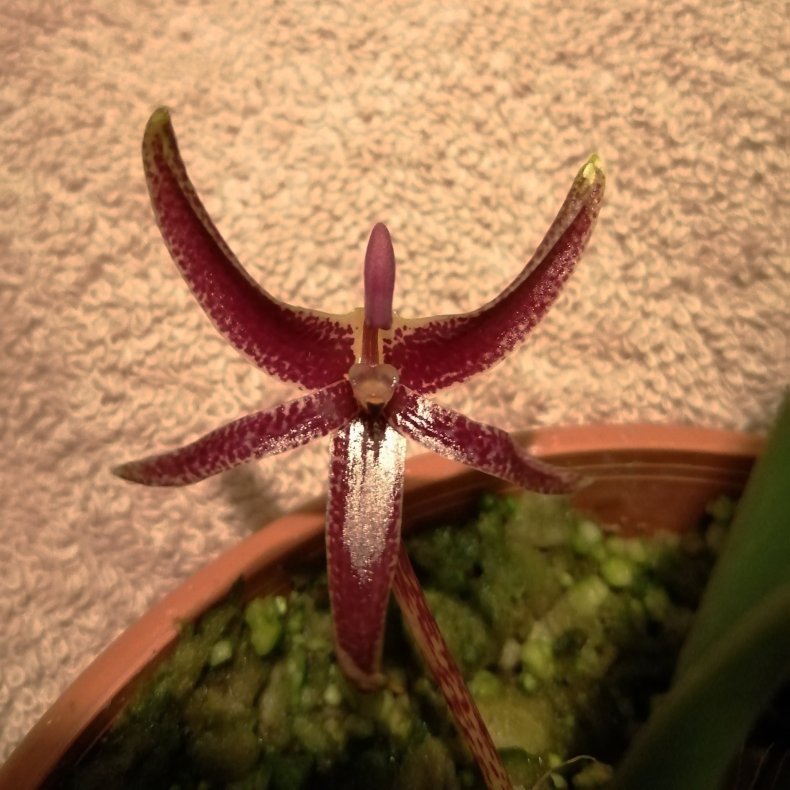 Bulbophyllum patens