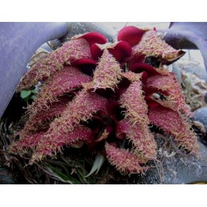 Bulbophyllum phalaenopsis